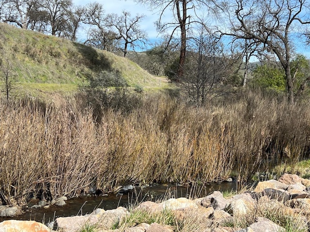 view of local wilderness