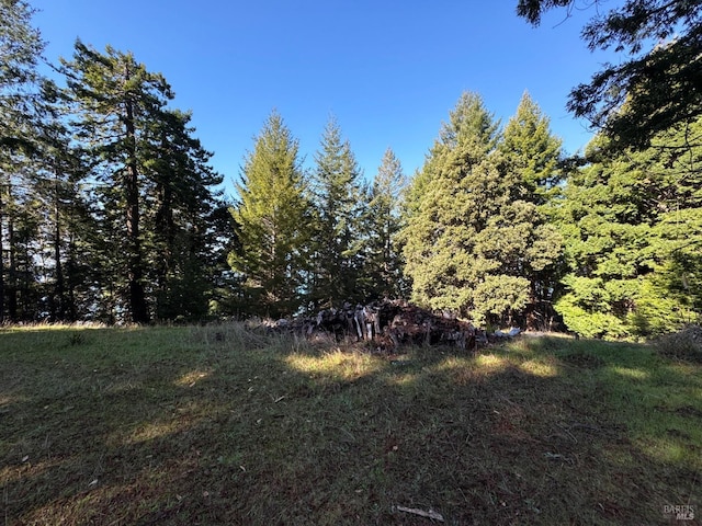 view of local wilderness