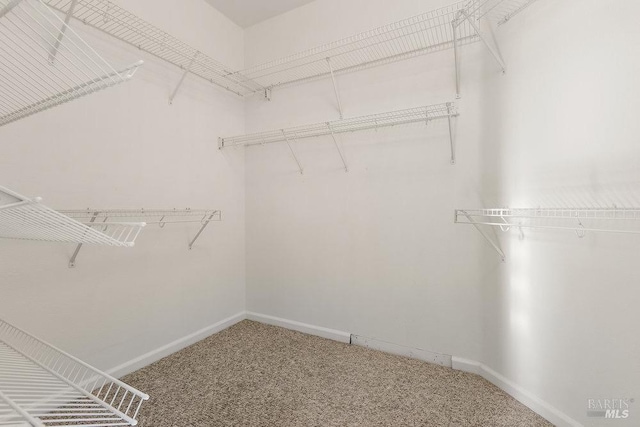 spacious closet featuring carpet flooring