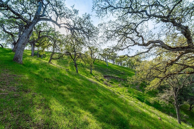 view of local wilderness