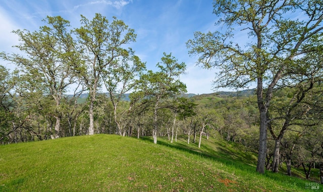 view of yard featuring a view of trees