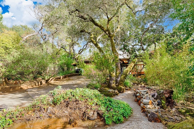 view of yard featuring concrete driveway