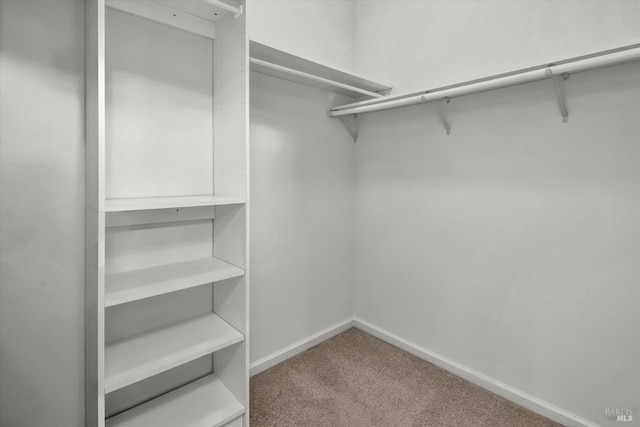 walk in closet featuring carpet flooring