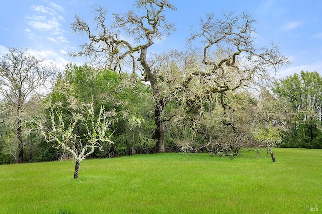 3651 Bones Rd, Sebastopol, CA 95472 - view of green lawn