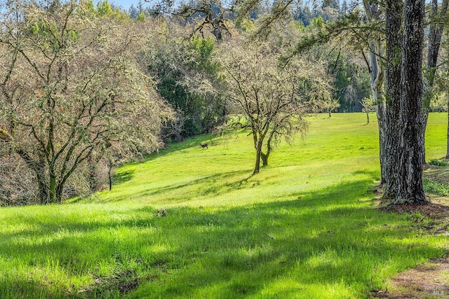 3651 Bones Rd, Sebastopol, CA 95472 - view of green lawn