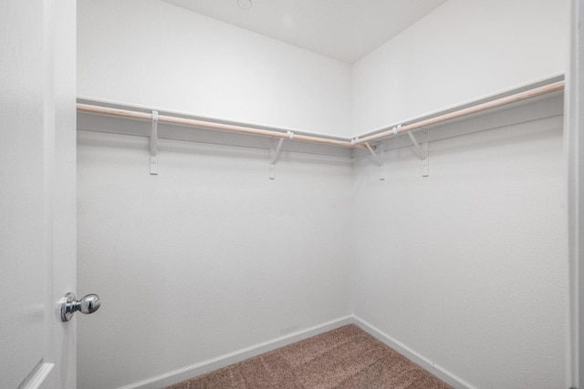 spacious closet featuring carpet flooring