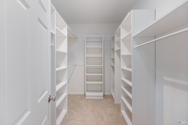 walk in closet with carpet floors