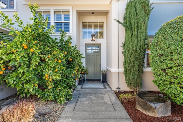 doorway to property with stucco siding