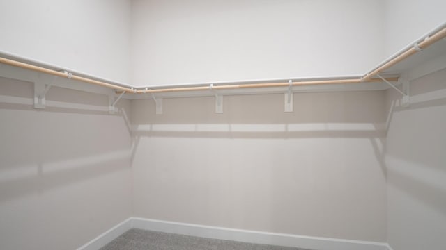 walk in closet with carpet floors