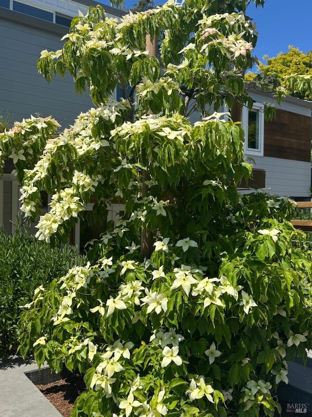 35 Bernard St, Mill Valley, CA 94941 - view of home's exterior