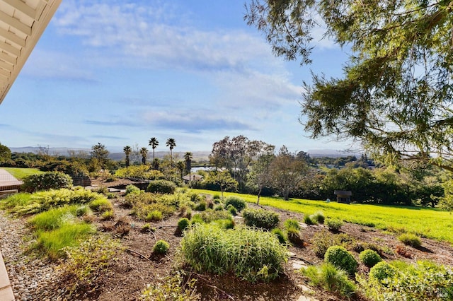 view of local wilderness