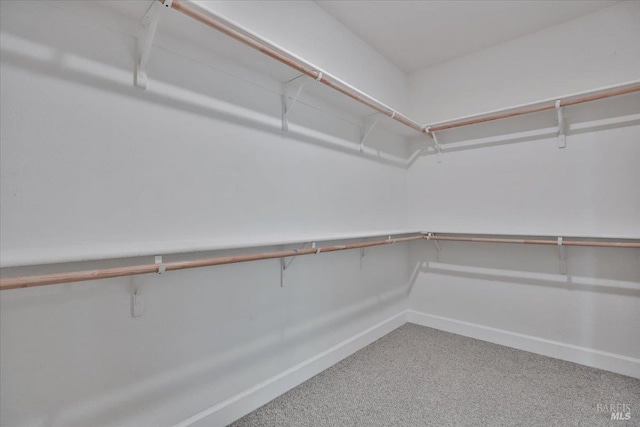 walk in closet with carpet floors