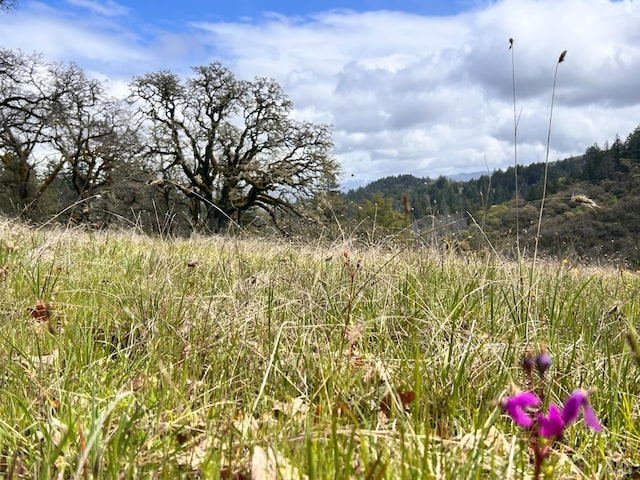8401 Brandywine Dr, Ukiah, CA 95482 - view of local wilderness