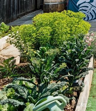 2085 Banjo Dr, Santa Rosa, CA 95407 - view of yard with fence