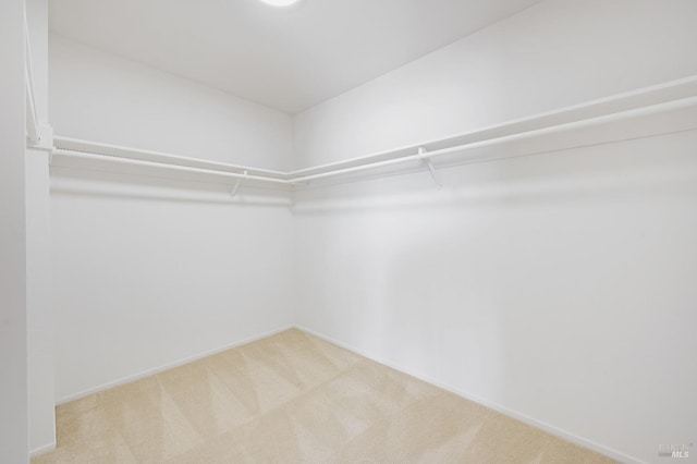 walk in closet with carpet floors