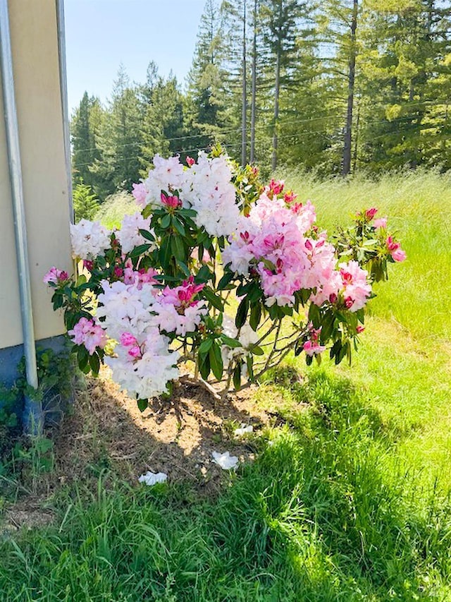 26300 Albion Ridge Rd, Albion, CA 95410 - view of yard