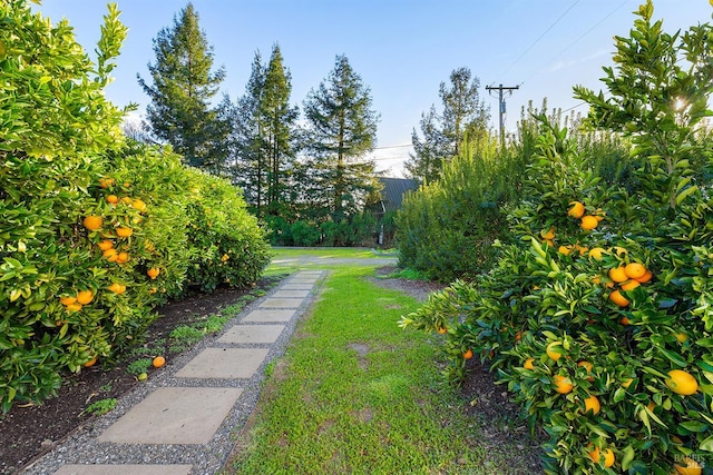 505 Dusty Ln, Sebastopol, CA 95472 - view of grassy yard