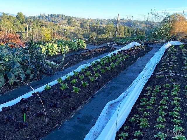 505 Dusty Ln, Sebastopol, CA 95472 - surrounding community featuring a garden
