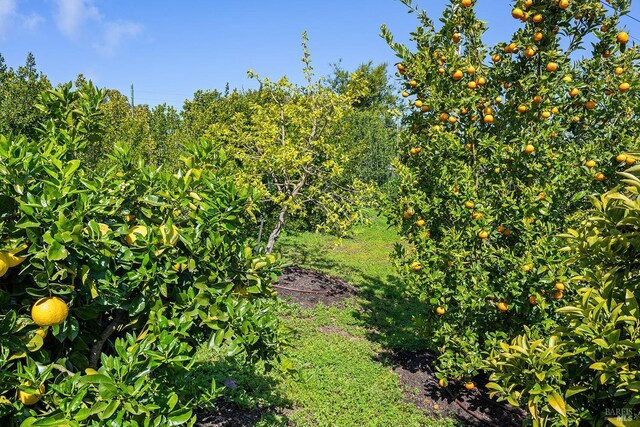 505 Dusty Ln, Sebastopol, CA 95472 - view of nature