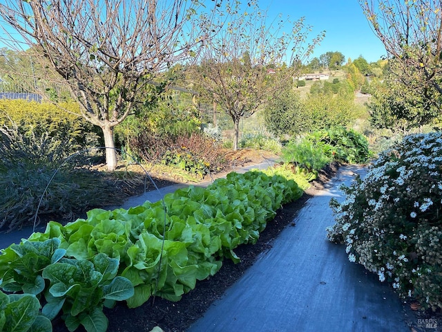 505 Dusty Ln, Sebastopol, CA 95472 - view of home's community