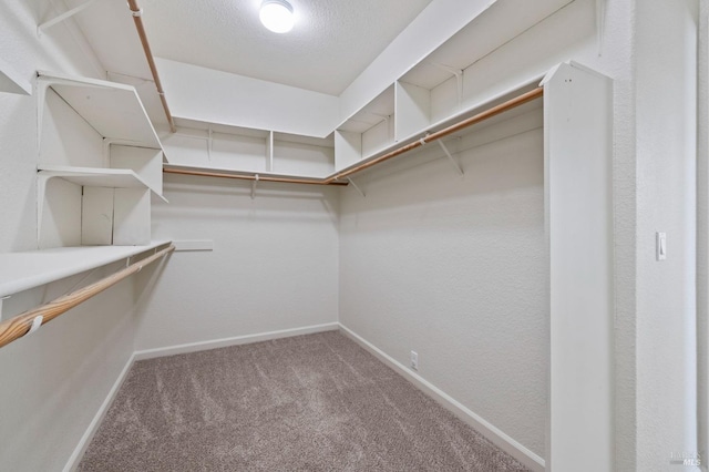 spacious closet featuring carpet