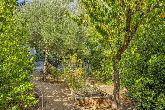 view of yard featuring a garden