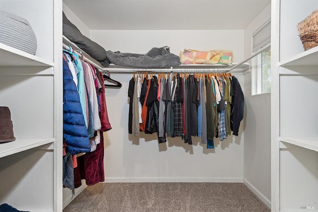 spacious closet featuring carpet