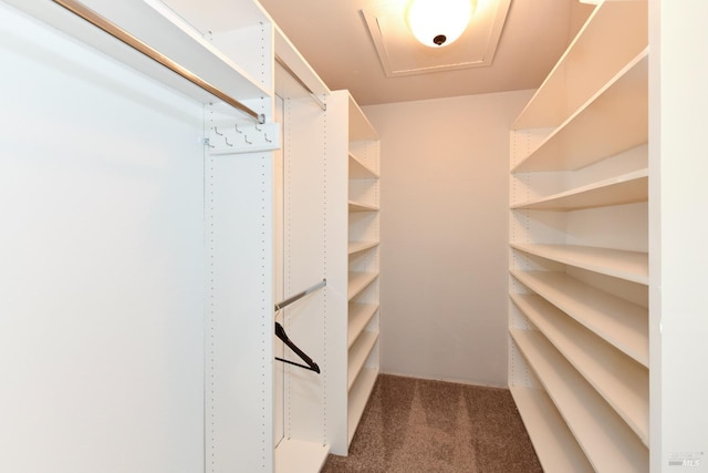 walk in closet featuring attic access and carpet