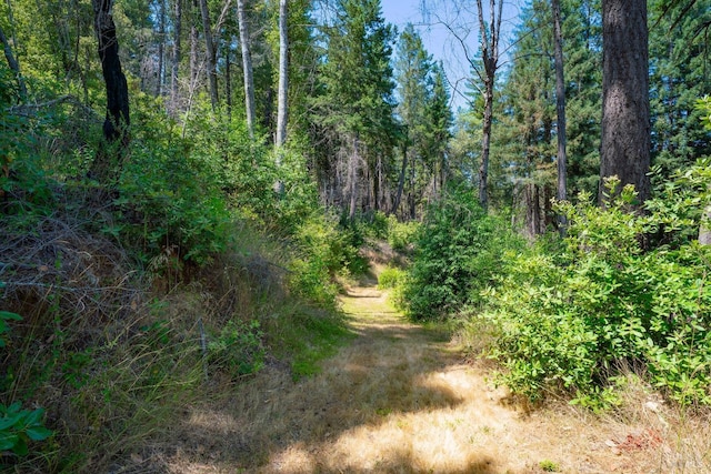 view of nature featuring a forest view