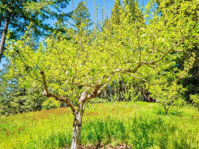 view of nature featuring a wooded view