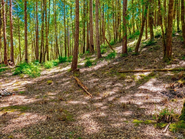 view of local wilderness with a wooded view
