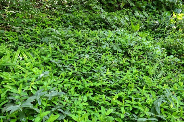 354 Forrest Ave, Fairfax, CA 94930 - view of nature