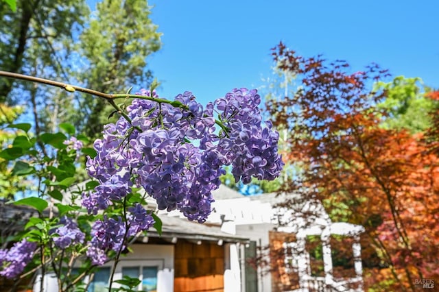 354 Forrest Ave, Fairfax, CA 94930 - view of front of property