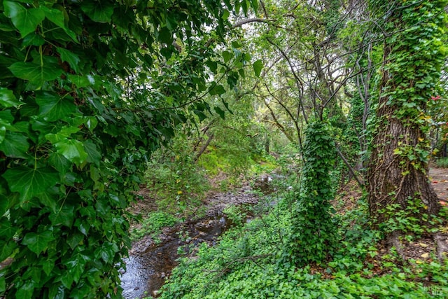 1206 Cayetano Dr, Napa, CA 94559 - view of local wilderness with a wooded view