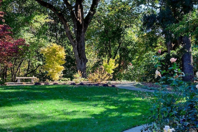 1571 Silver Trl, Napa, CA 94558 - view of yard