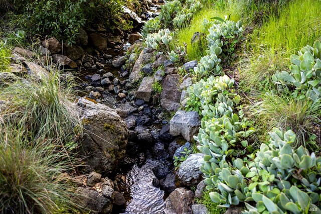 view of local wilderness