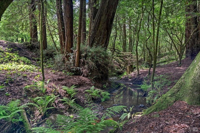 view of local wilderness featuring a wooded view