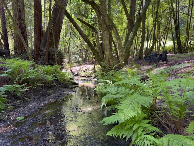 view of local wilderness