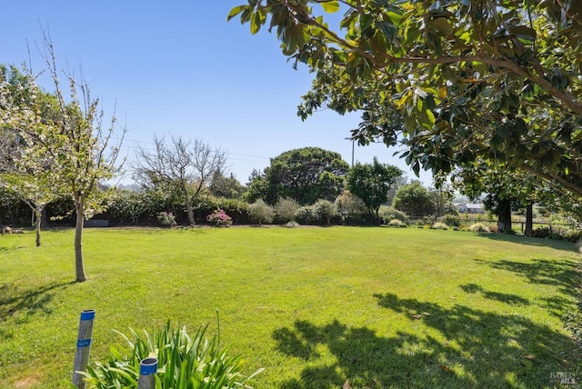 1030 Thompson Ln, Petaluma, CA 94952 - view of grassy yard