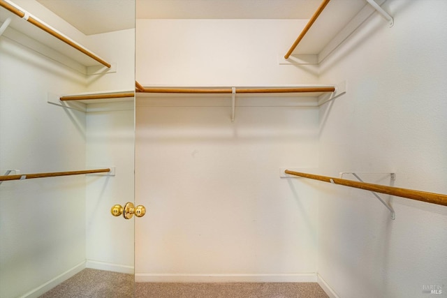walk in closet featuring carpet floors