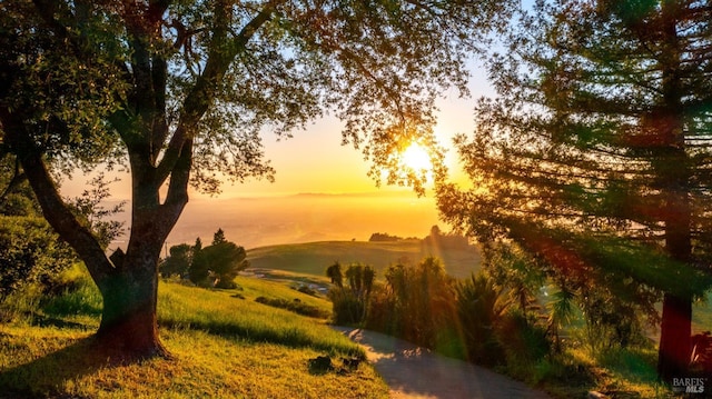 view of local wilderness