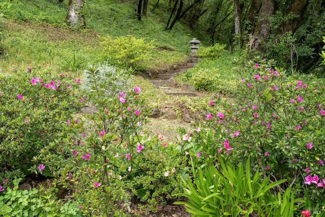 view of local wilderness