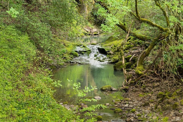 view of local wilderness