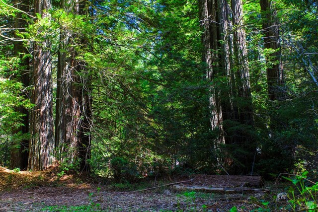 40050 Wilderness Lodge Rd, Branscomb, CA 95417