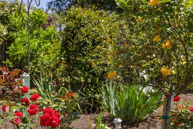 116 Philip Dr, Healdsburg, CA 95448 - view of details