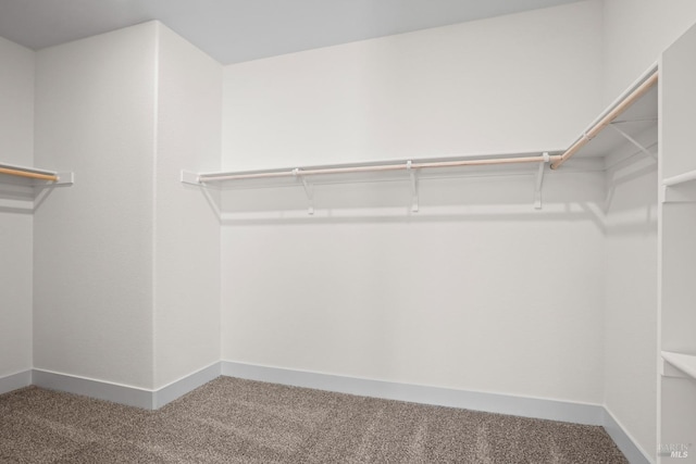 walk in closet featuring carpet flooring