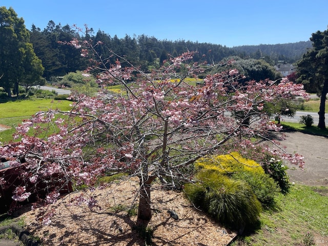 birds eye view of property featuring a view of trees