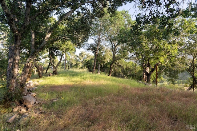 2480 Spring Mountain Rd, Saint Helena, CA 94574 - view of local wilderness