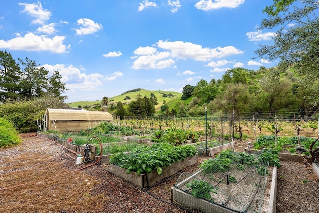 view of yard with a mountain view, a vegetable garden, and a rural view