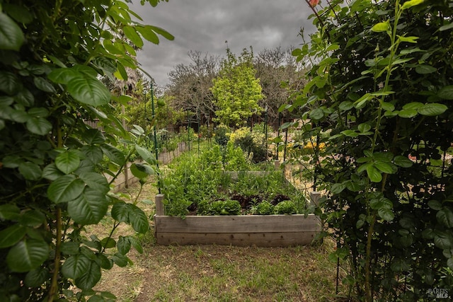 view of yard featuring a garden